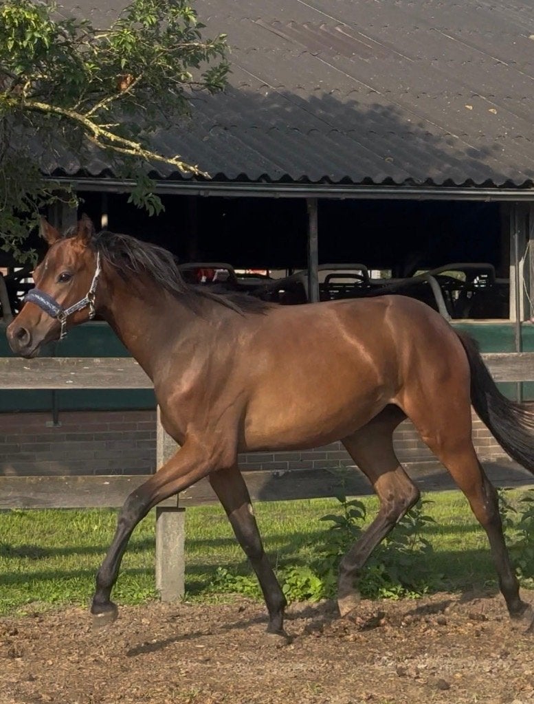 Jaarling merrie Vie, Merrie, Minder dan 160 cm, Dressuurpaard, 0 tot 2 jaar