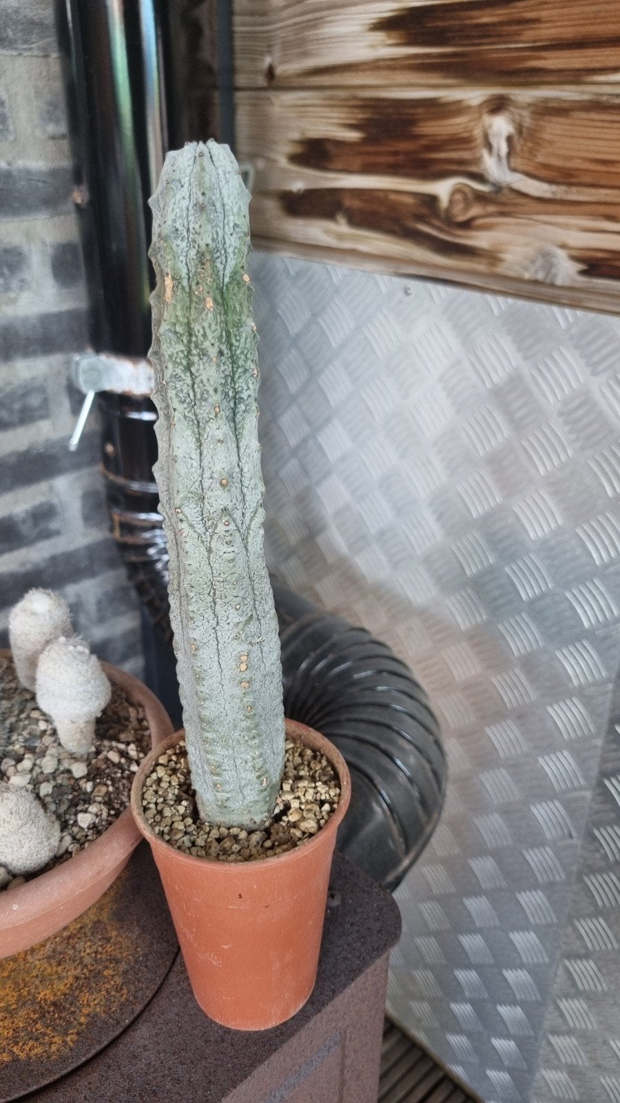 EUPHORBIA ABDELCURI ZELDZAAM MOOIE PLANT CACTUS SUCCULENT, Ophalen of Verzenden, Cactus, Volle zon, Minder dan 100 cm