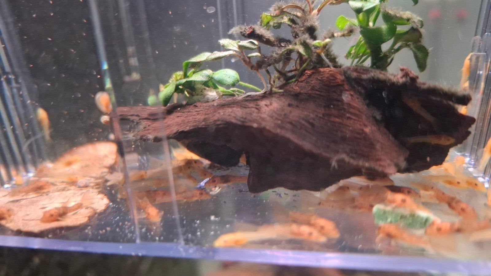jonge ancistrus red longfins, Vis