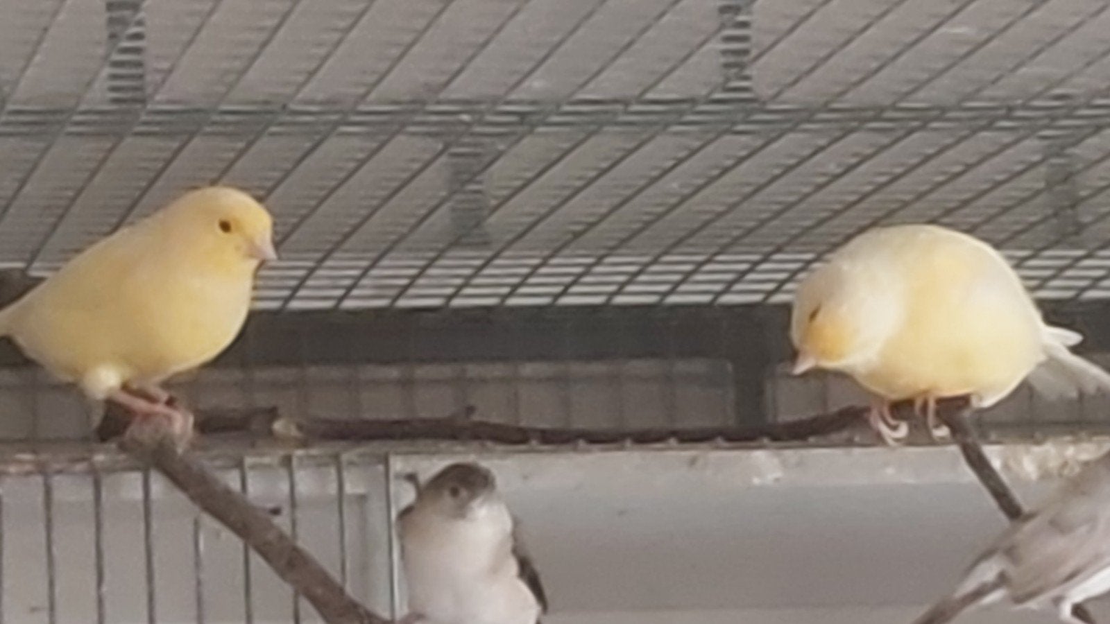 Kanaries mannen en poppen, Meerdere dieren, Kleurkanarie
