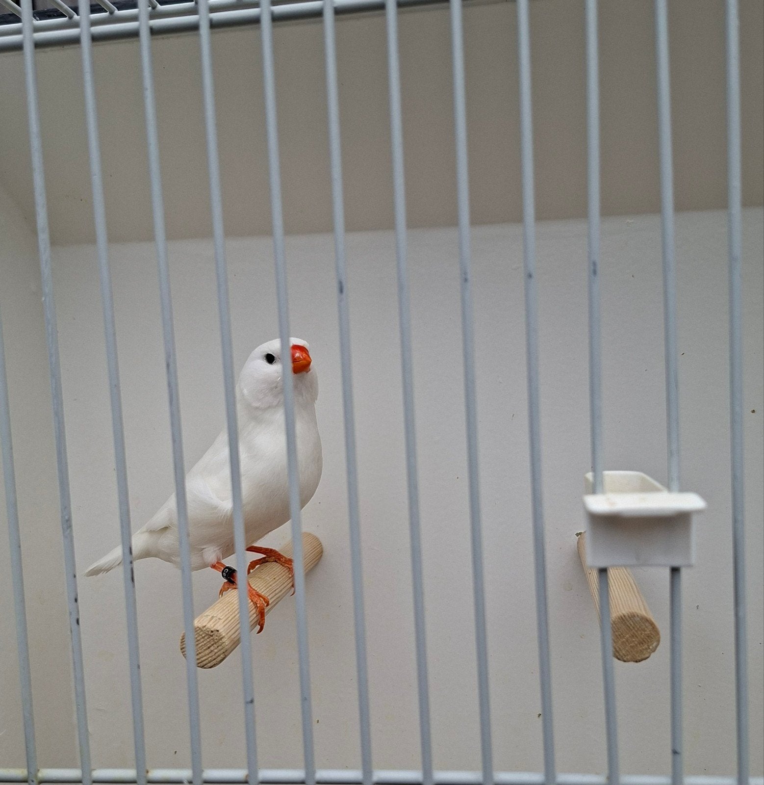 zebravinken, Meerdere dieren, Tropenvogel, Geringd