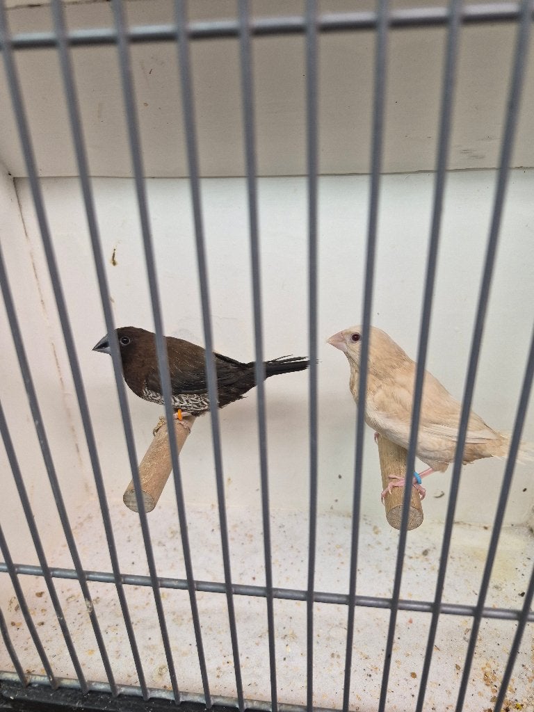 Twee koppels japanse meeuwtjes japanse meeuwen meeuw, Dieren en Toebehoren, Meerdere dieren, Tropenvogel, Geringd