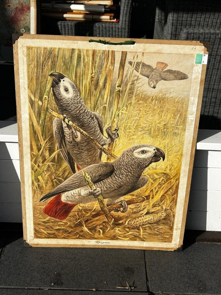 Papegaai, Antiek en Kunst, Antiek | Schoolplaten, Ophalen of Verzenden, Natuur en Biologie