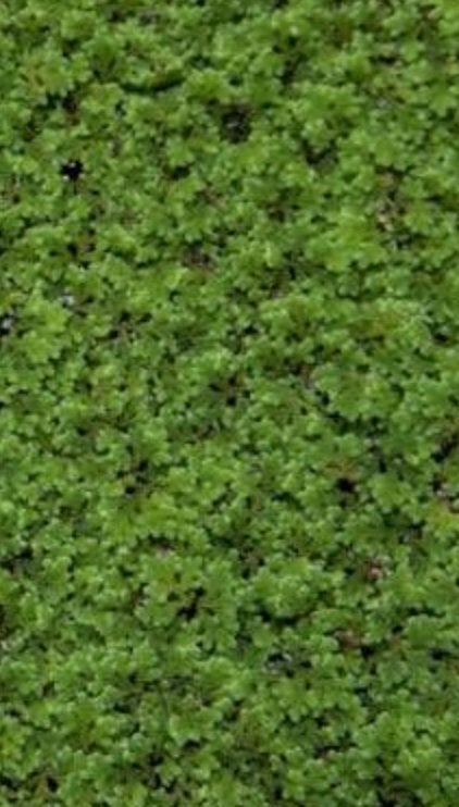 Azolla, Ophalen of Verzenden, Nieuw, Overige typen