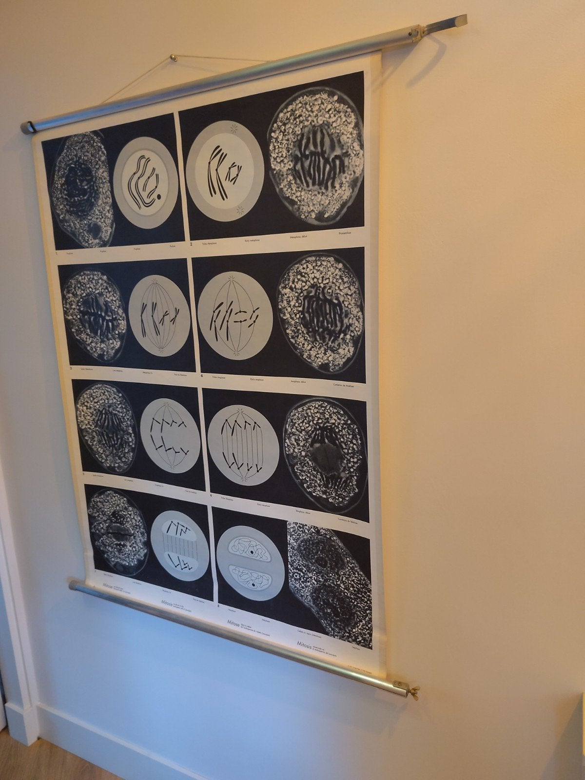 Vintage Schoolplaat Mitose - Biologie Onderwijs, Antiek en Kunst, Antiek | Schoolplaten, Ophalen, Natuur en Biologie
