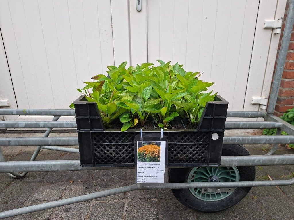 Mooie Rudbeckia 'Goldsturm' (Zonnehoed) in pot!, Ophalen, Overige soorten, Volle zon