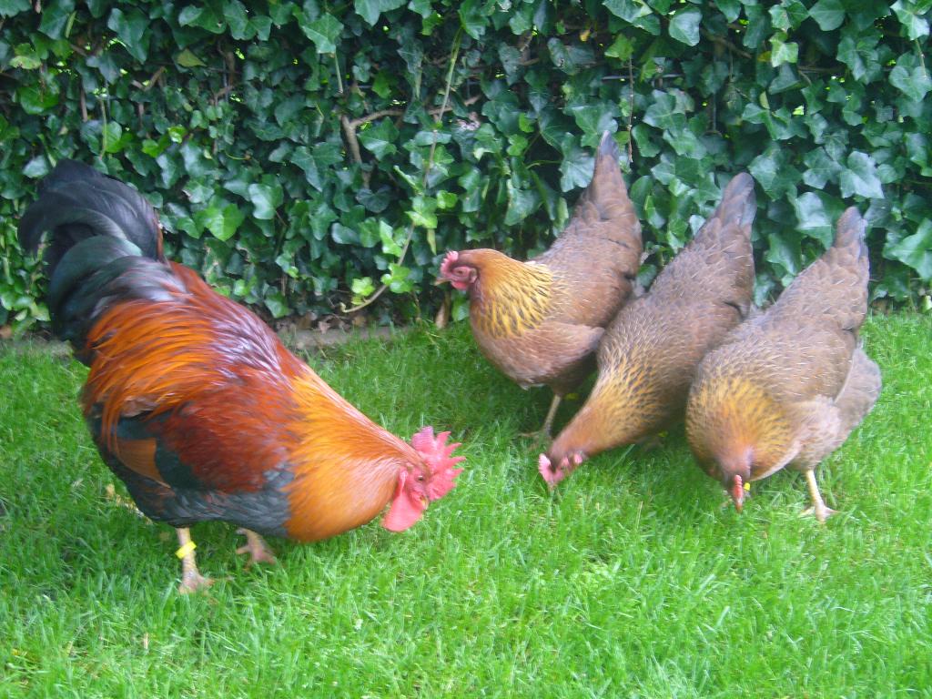Welsumer hennen groot en kriel, Dieren en Toebehoren, Pluimvee, Vrouwelijk, Kip