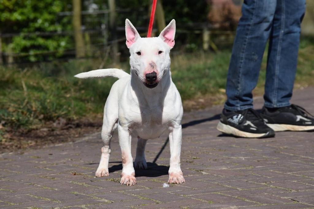 Miniatuur Bullterrier teefje aangeboden, Nederland, Teef, Meerdere, Fokker | Professioneel