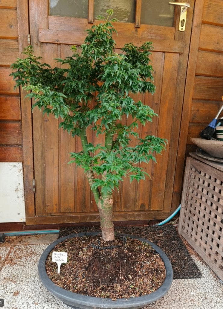 Bonsai Acer Palmatum Shishigashira, Vaste plant, Halfschaduw, Lente, Ophalen