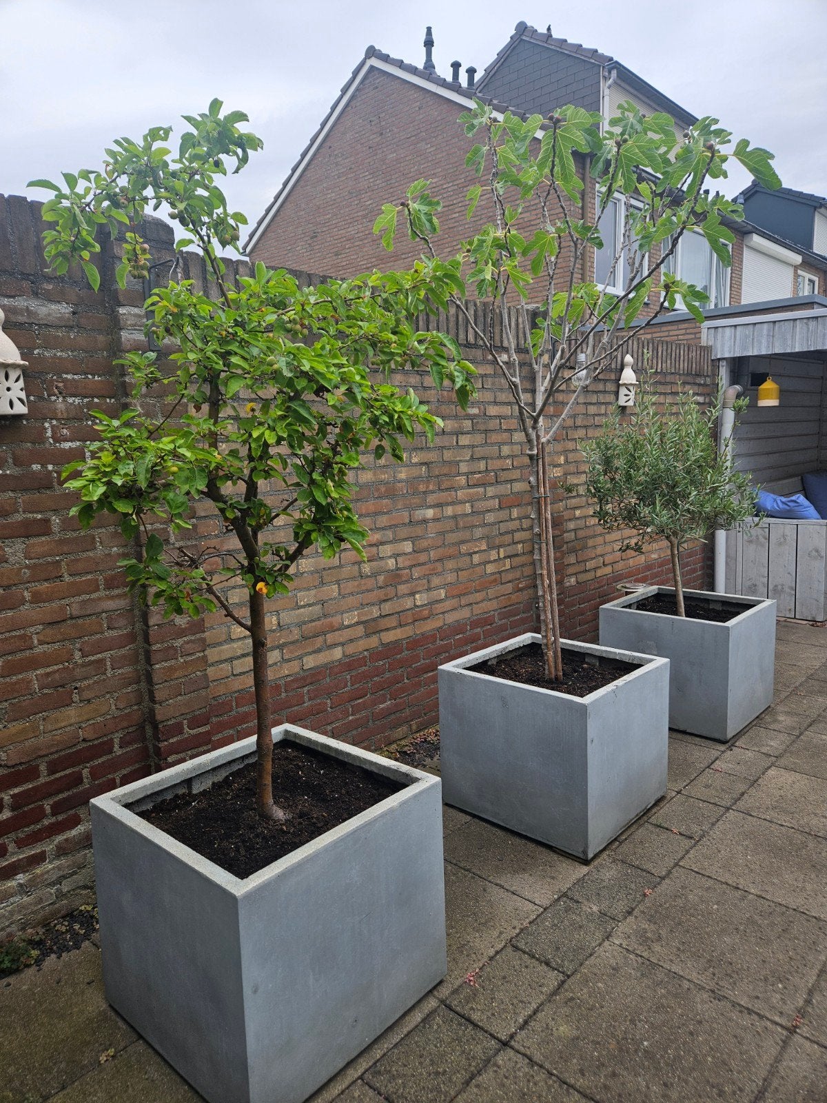 3 Grote Bloempotten met Fruitbomen: Appel, Vijg, Olijf, Tuin en Terras, Bloembakken en Plantenbakken, Ophalen, Gebruikt, Vierkant