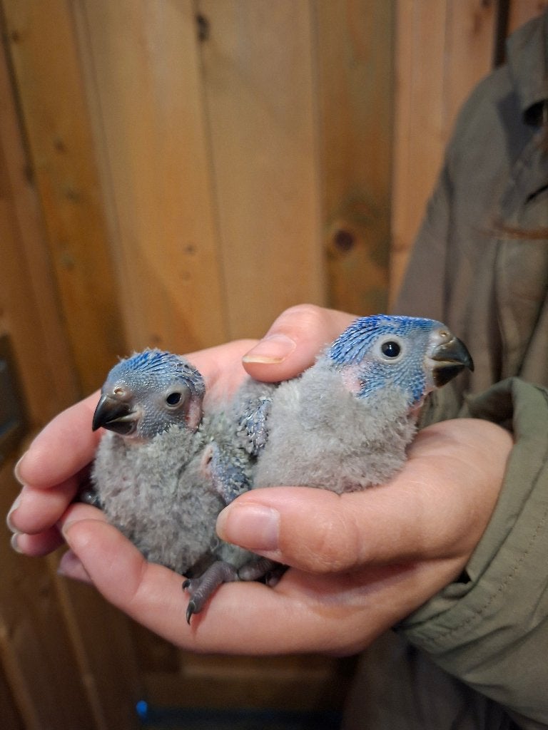 Te koop: 3 mooie Lories van de blauwe bergen, Dieren en Toebehoren, Vogels | Parkieten en Papegaaien, Meerdere dieren, Papegaai