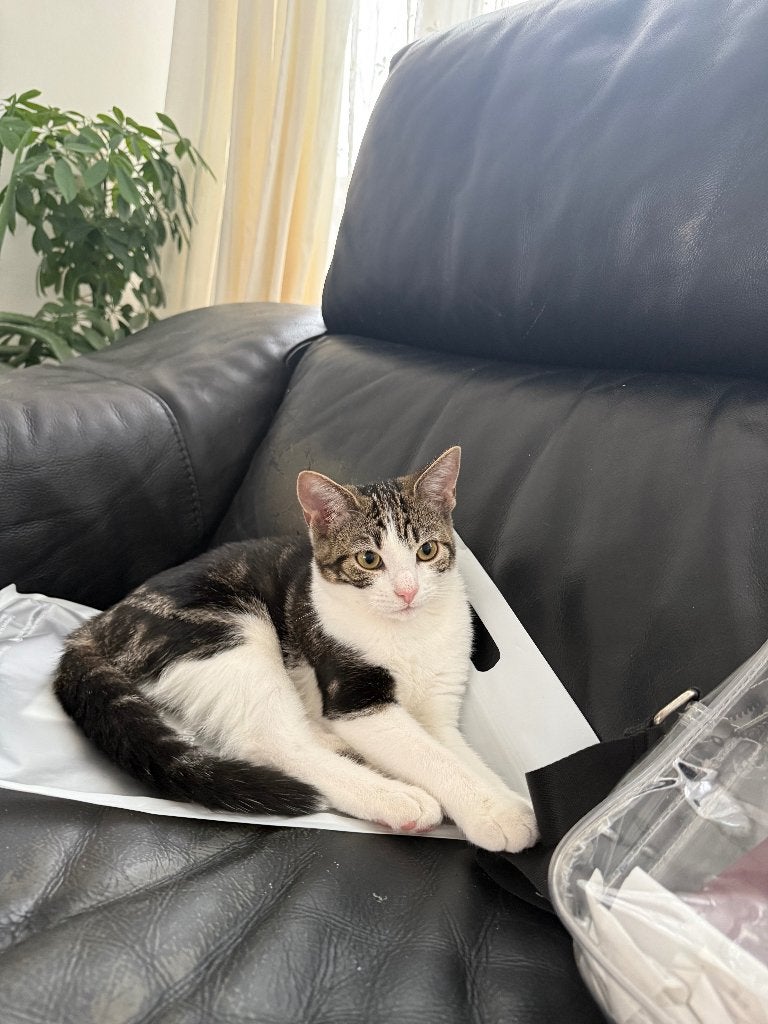 Lieve kater zoekt nieuw huisje, Poes, Kortharig, 0 tot 2 jaar
