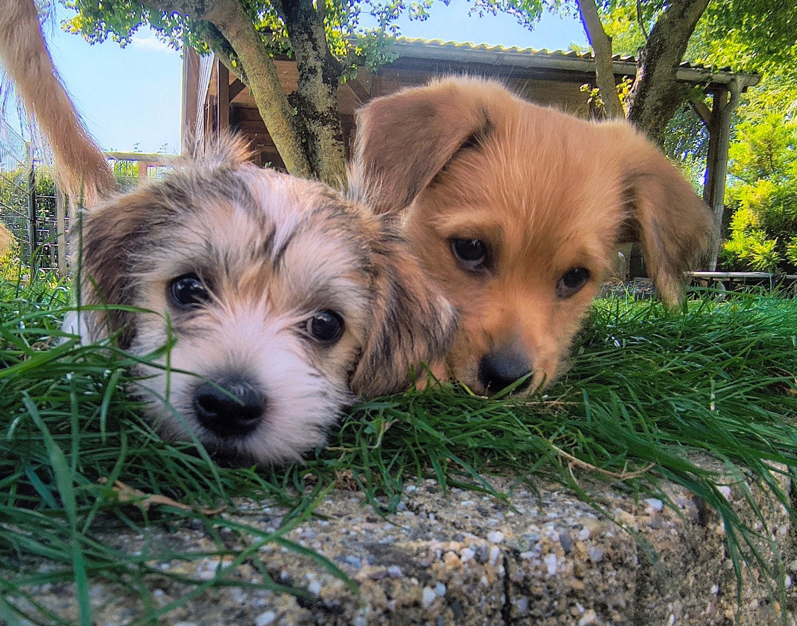 Ozzy, Kruising naakthond x terriër, Reu, 8 tot 15 weken, Eén hond, Klein