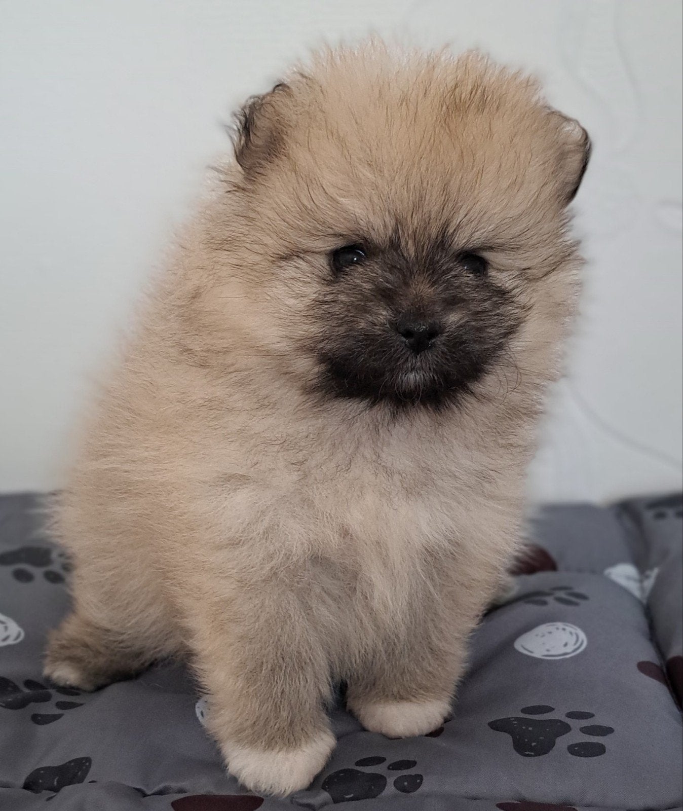 Pomeranian puppy's, Dieren en Toebehoren, Overige rassen, 8 tot 15 weken, Meerdere, Meerdere dieren