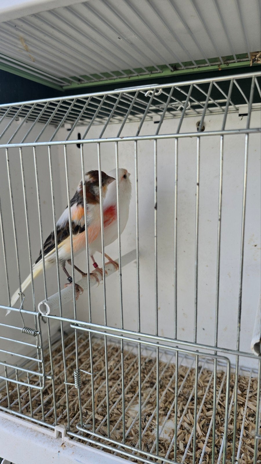 Kanaries Koppel, Dieren en Toebehoren, Vogels | Kanaries, Meerdere dieren, Kleurkanarie