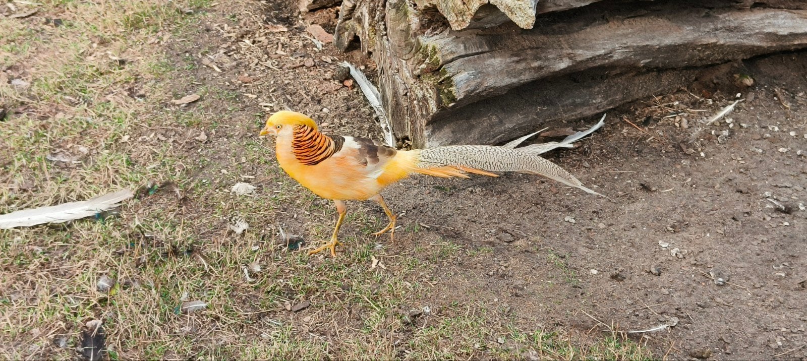 koppel geelgoud fazanten, Dieren en Toebehoren, Meerdere dieren, Eend