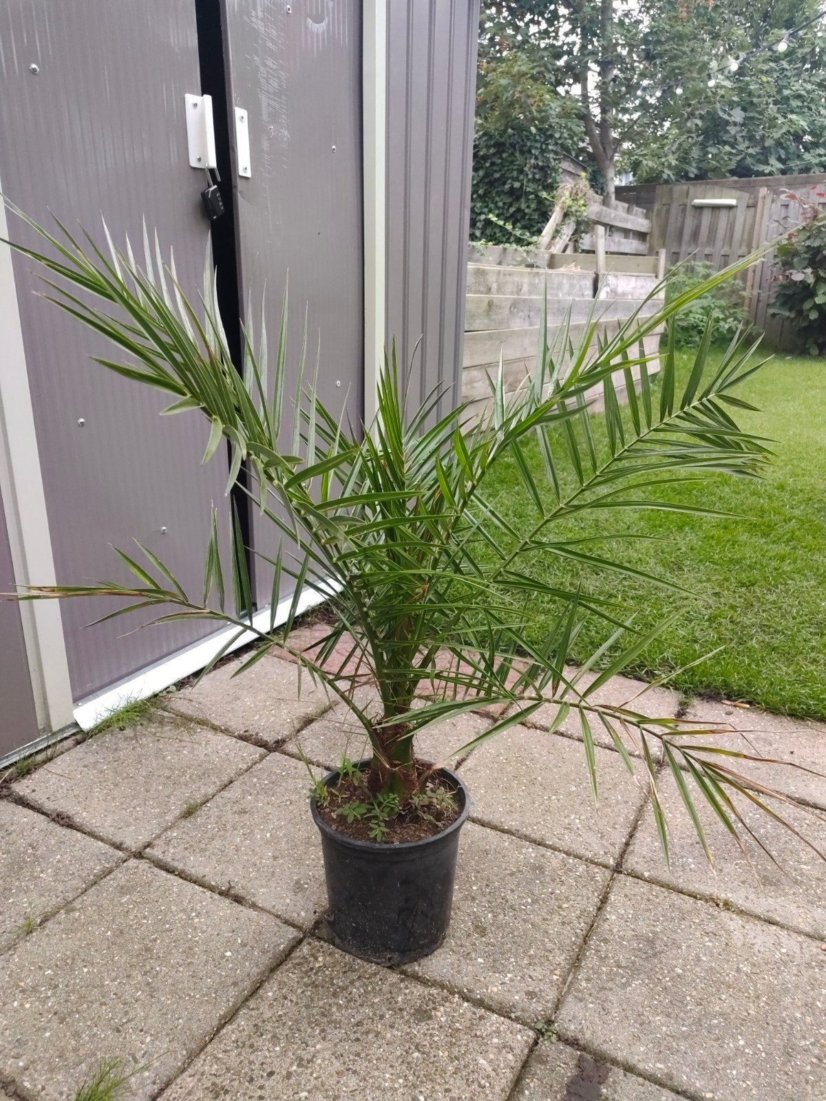 Chinese dadelpalm 2 stuks €30, Tuin en Terras, Ophalen, Vaste plant, Overige soorten, Volle zon