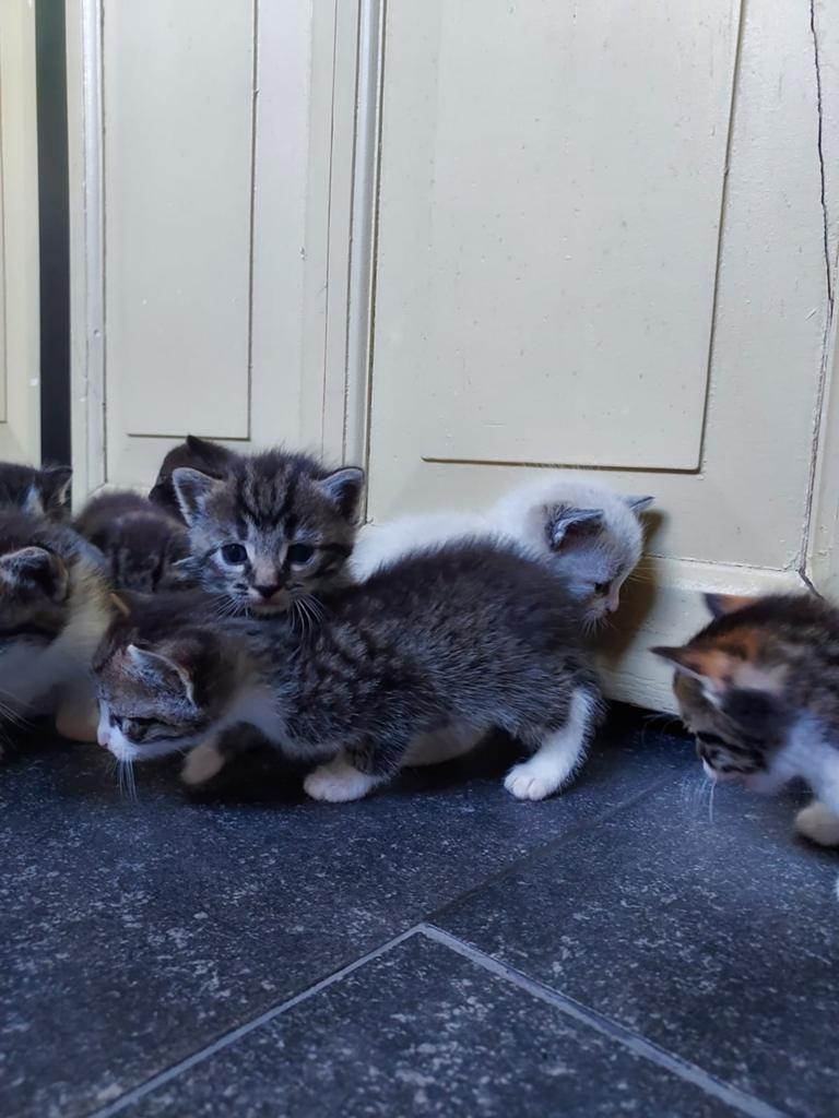 Lieve kittens te koop!, Dieren en Toebehoren, Katten en Kittens | Overige Katten, Kortharig, Meerdere dieren