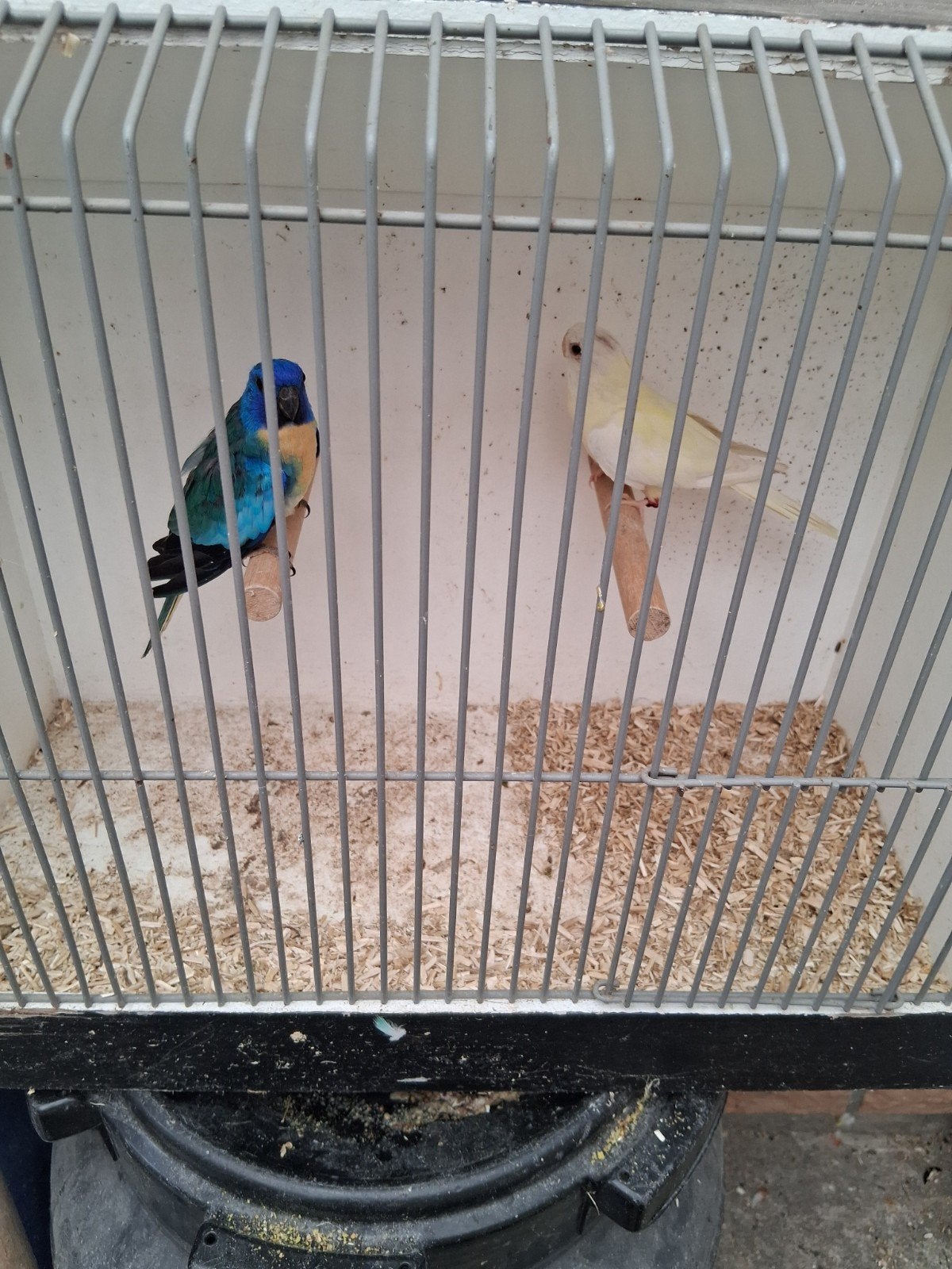 Koppel splendits, Dieren en Toebehoren, Meerdere dieren, Parkiet, Geringd