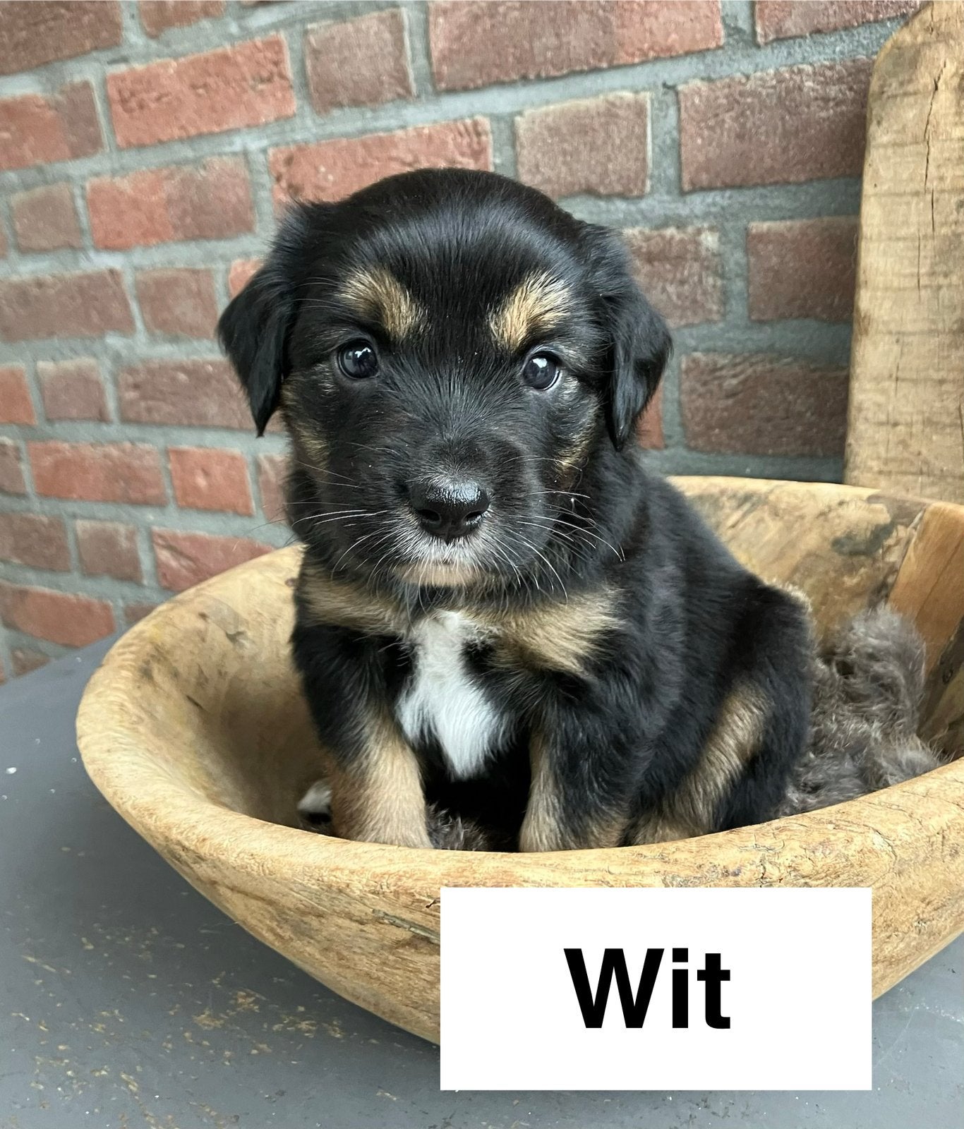 Kruising Austrilian Shepherd - Golden retriever pups, 8 tot 15 weken, Meerdere, Meerdere dieren, Middel