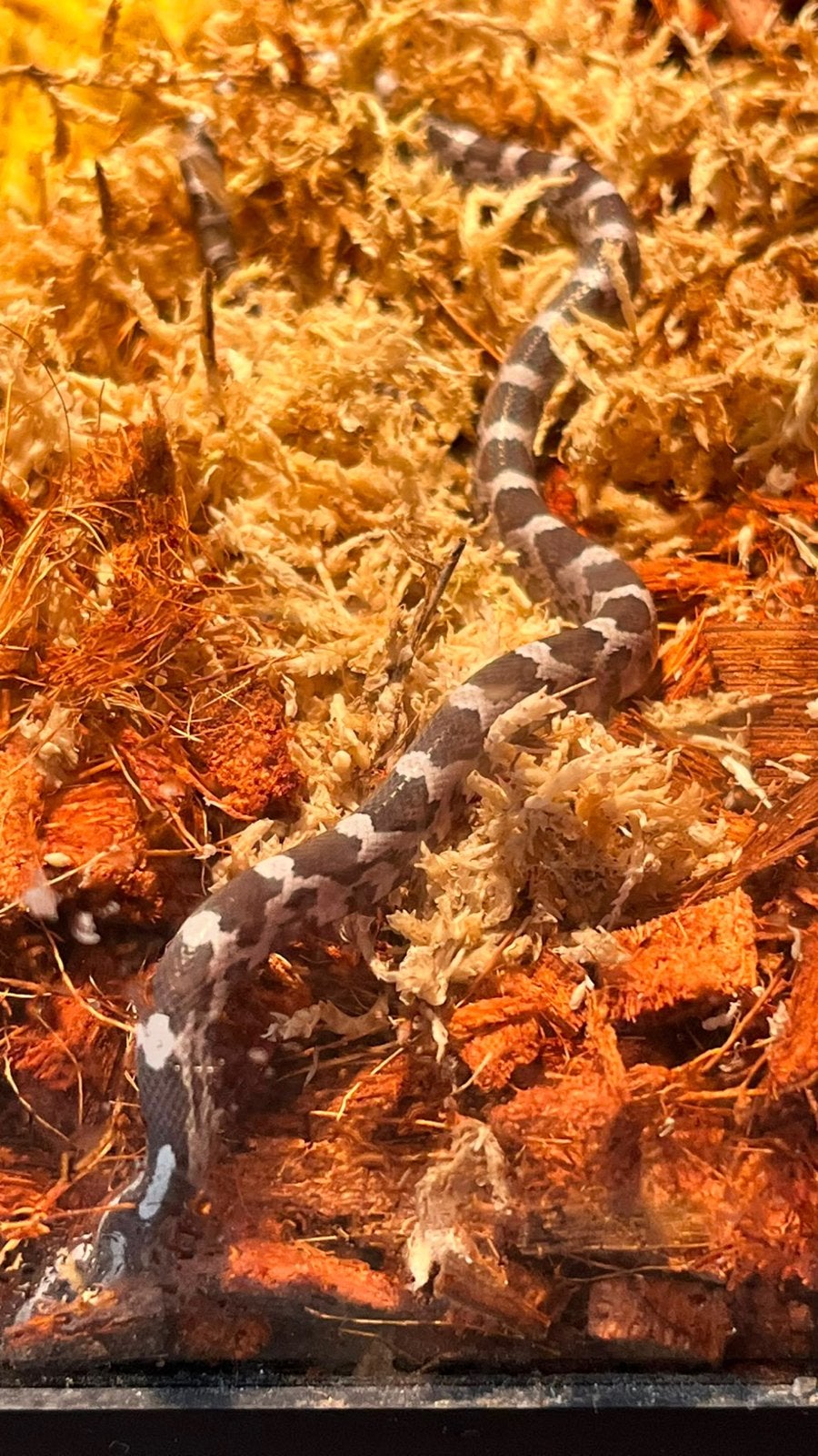 Jonge rattenslangen, Dieren en Toebehoren, Reptielen en Amfibieën, Amfibie, 0 tot 2 jaar