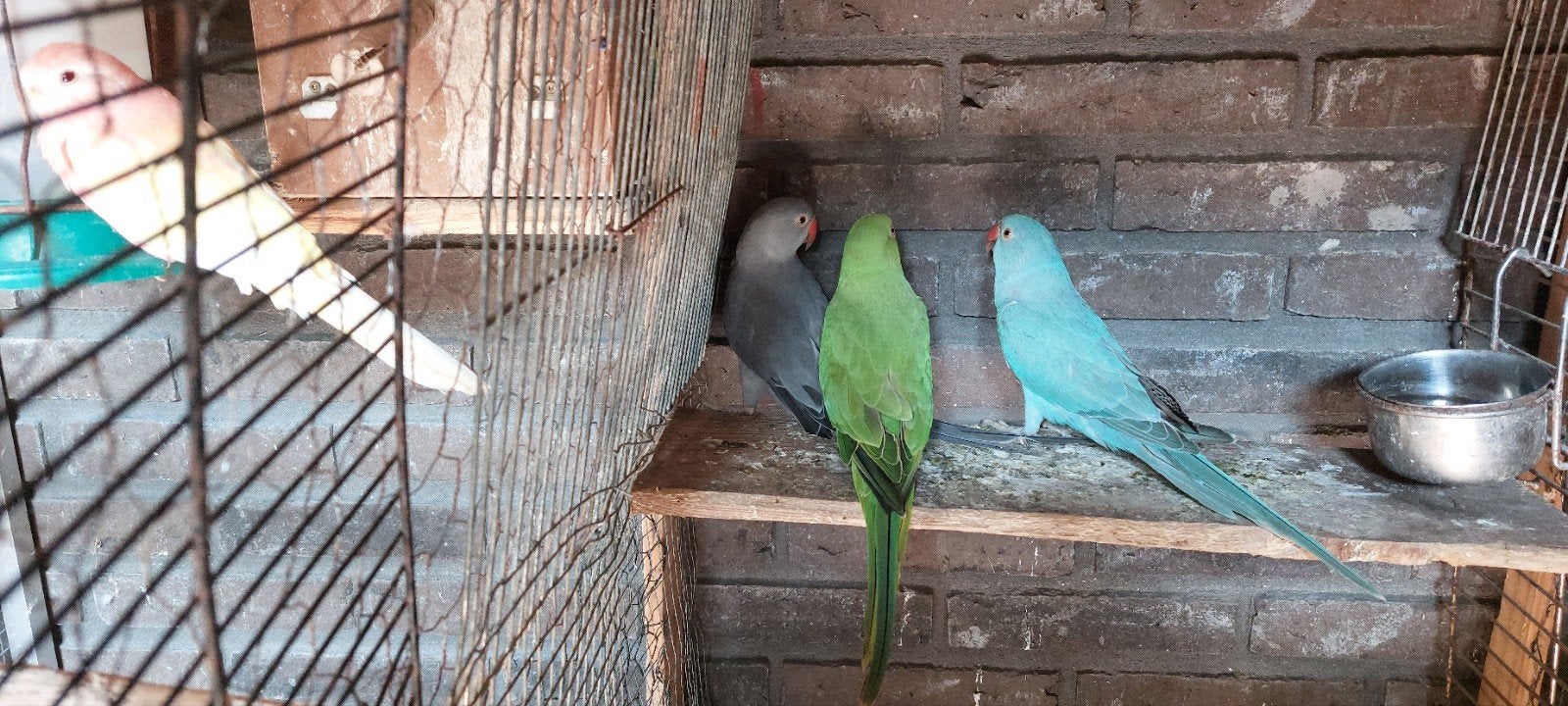 HALSBANDEN TAM TE MAKEN, Meerdere dieren, Parkiet, Tam