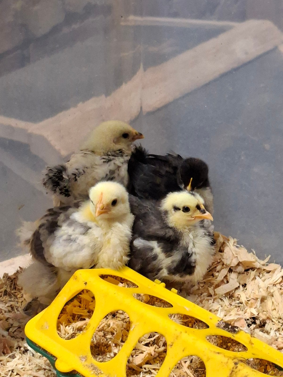 5 Cochin kriel kuikens (hen), Vrouwelijk, Kip
