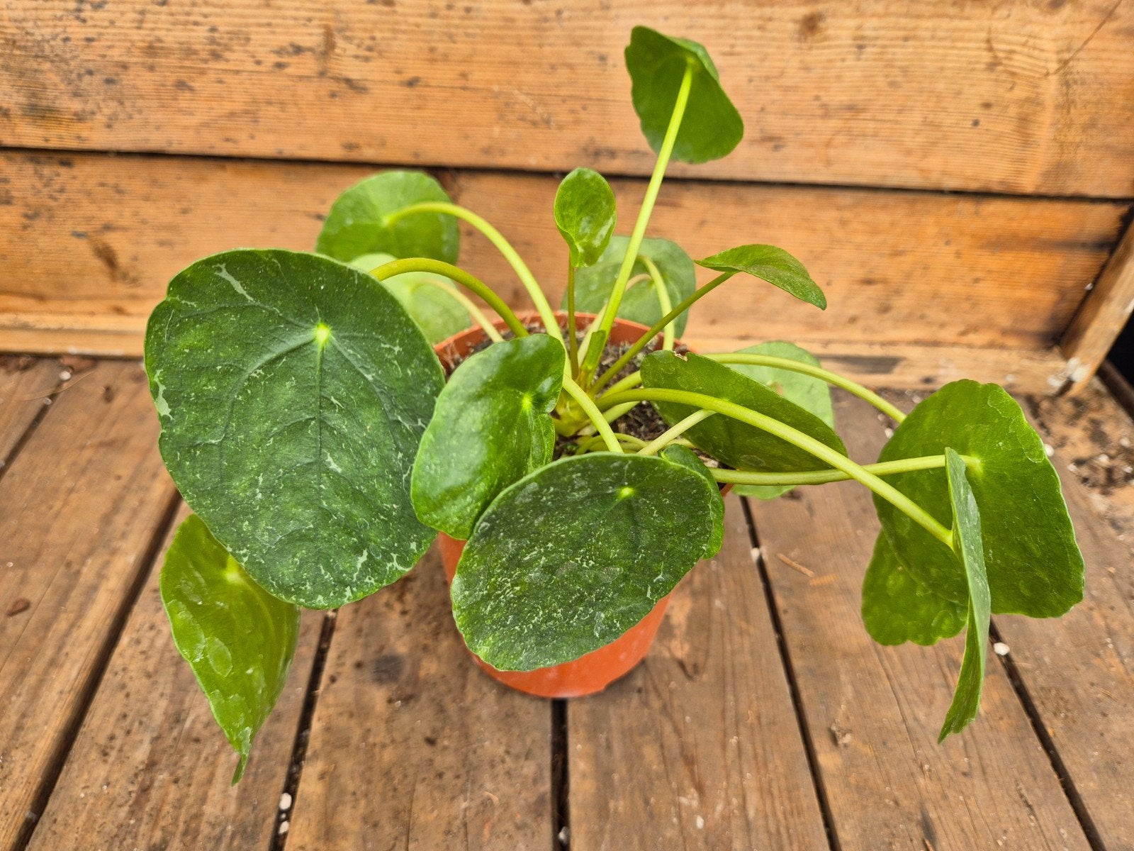 Pilea peperomioides Sugar p12, Ophalen of Verzenden, Halfschaduw, Minder dan 100 cm