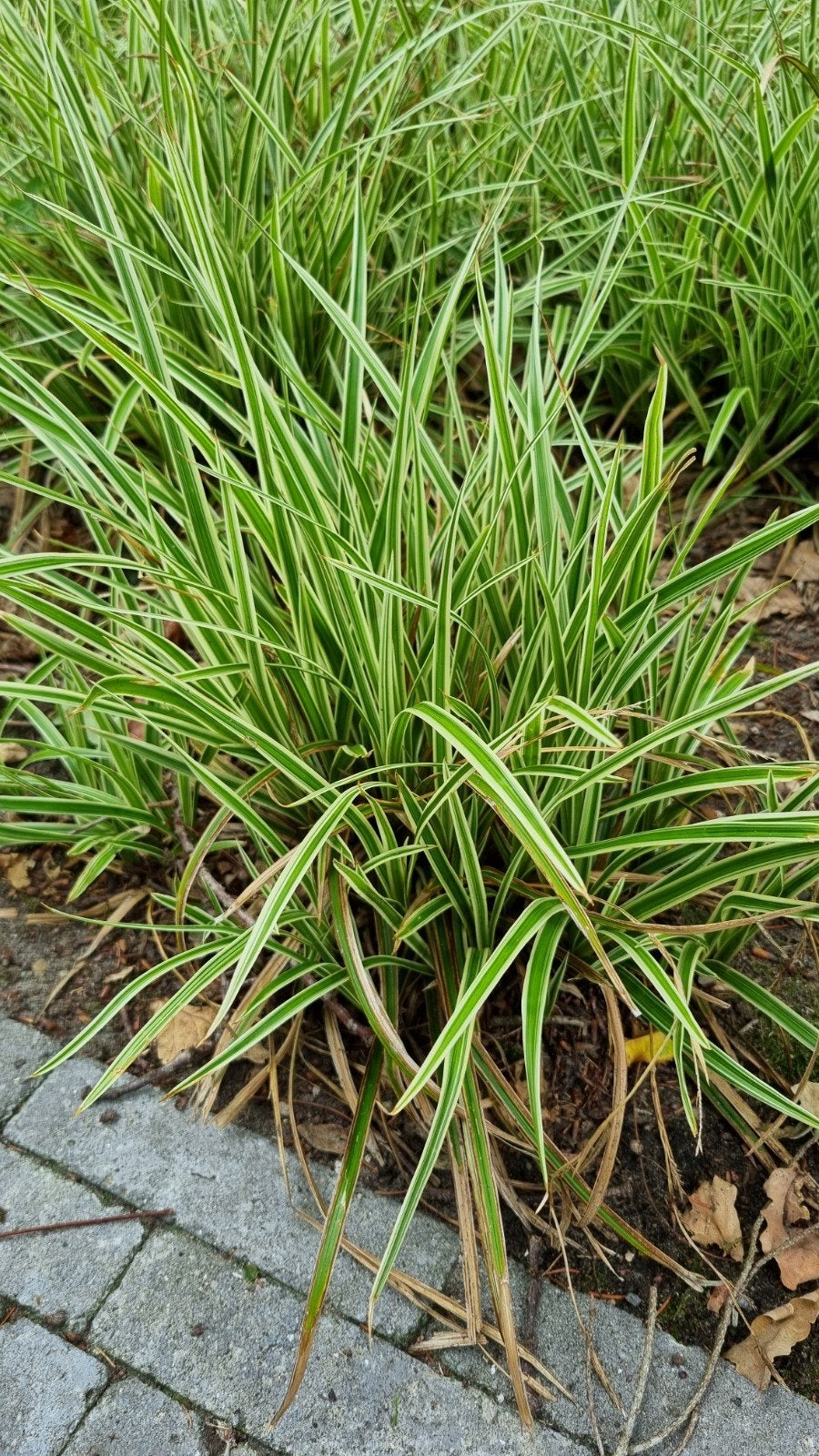 Zegge planten, Tuin en Terras, Ophalen of Verzenden, Overige soorten, Volle zon