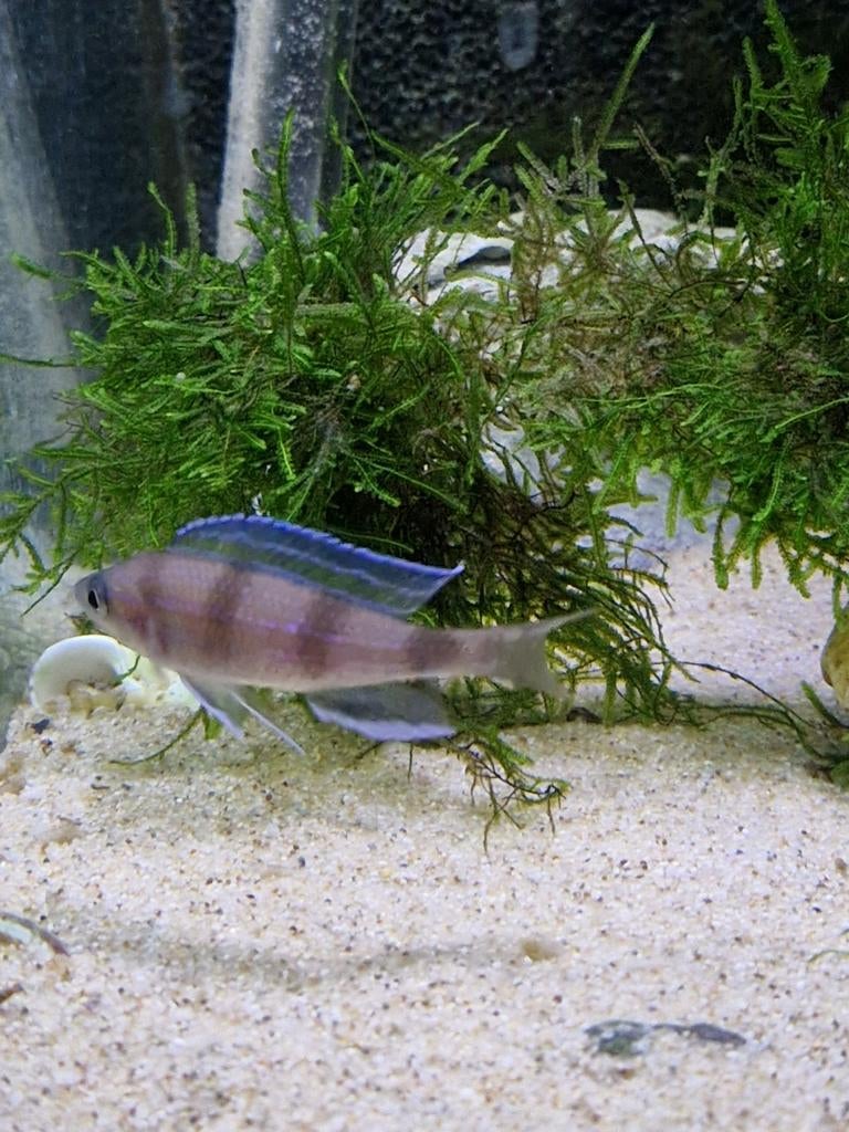 Paracyprichromis sp.Ammelrooyi F1 (Tanganyika), Dieren en Toebehoren, Vissen | Aquariumvissen, Zoetwatervis, Vis, Schoolvis