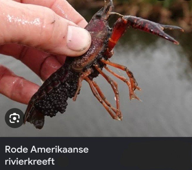Rivierkreeften  gezocht!, Overige soorten