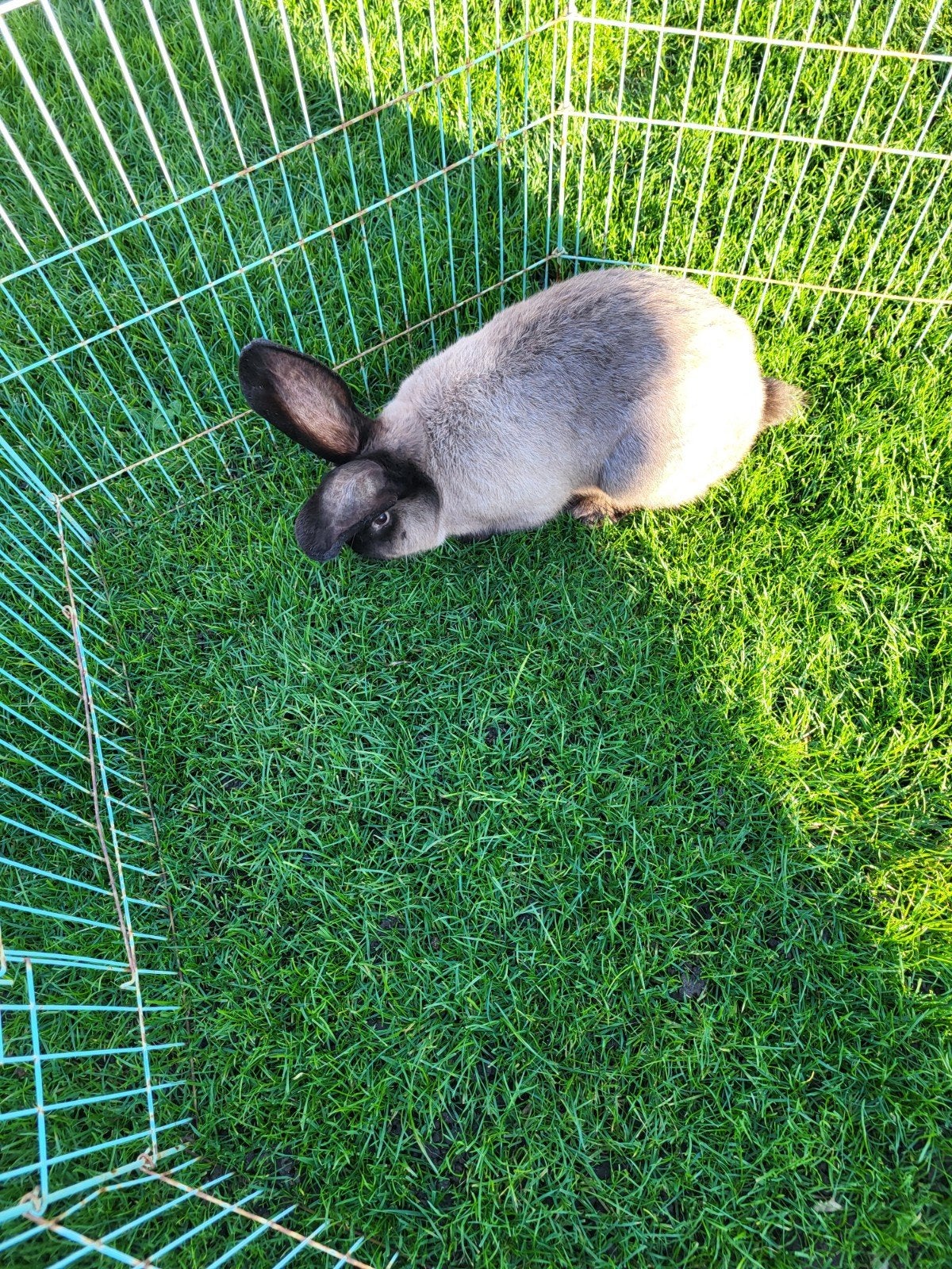 Duitse reus ram, Mannelijk, Groot, 0 tot 2 jaar