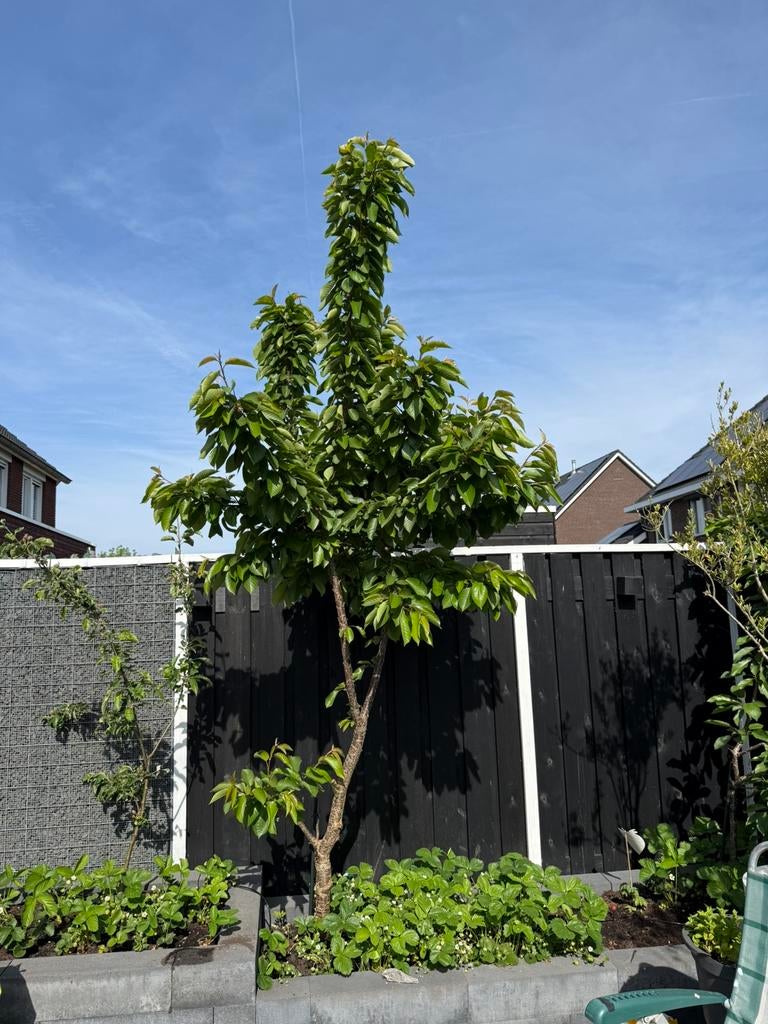 Kersen boom, Ophalen, Volle zon, Overige soorten