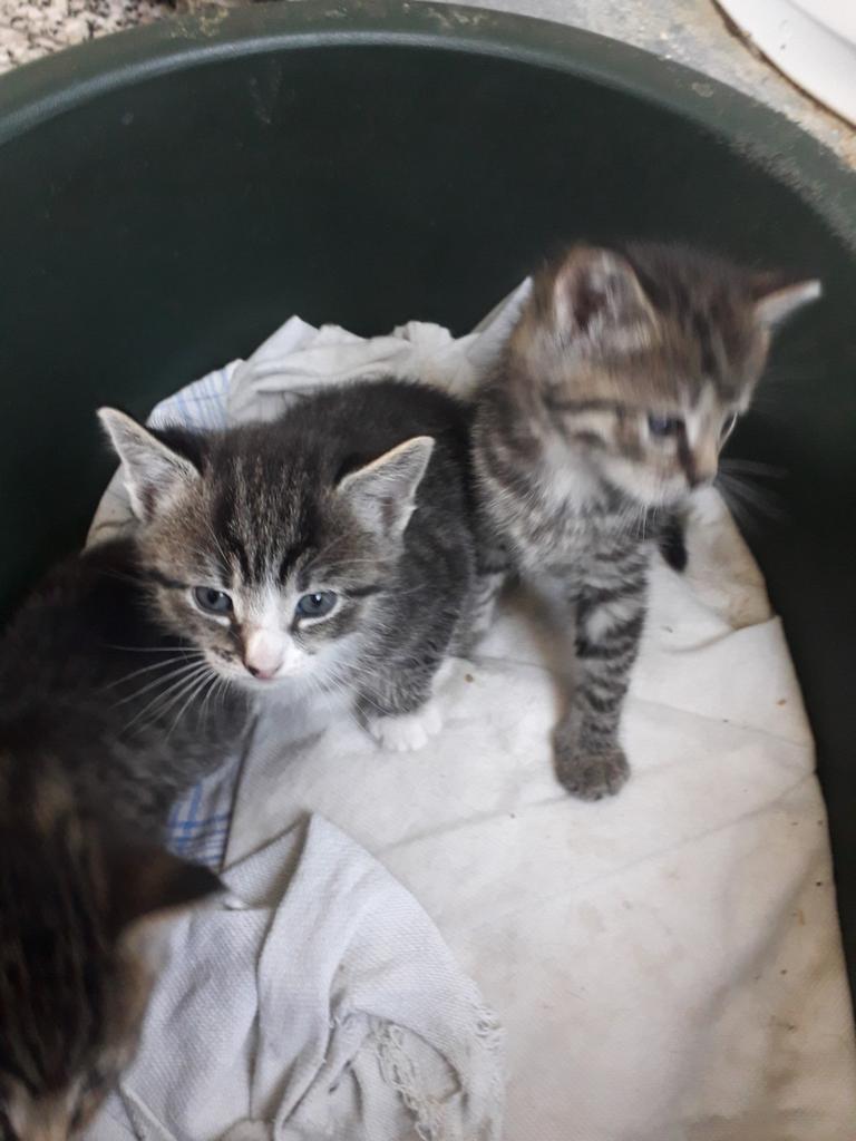 Sociale boerderij kittens, Meerdere dieren, Ontwormd, 0 tot 2 jaar