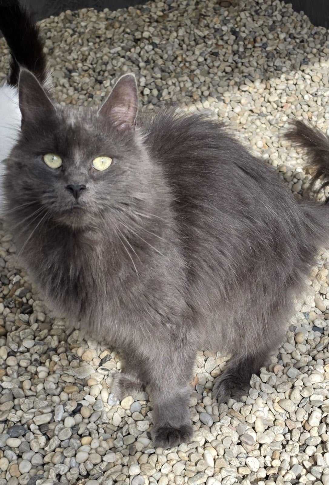 maine coon poesje 2 Jaar oud kater 2.5 jaar oud, Poes