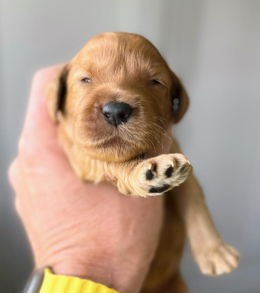 Australian Labradoodle pups – WALA erkende fokker, Dieren en Toebehoren, Overige rassen, 8 tot 15 weken, Meerdere, Meerdere dieren