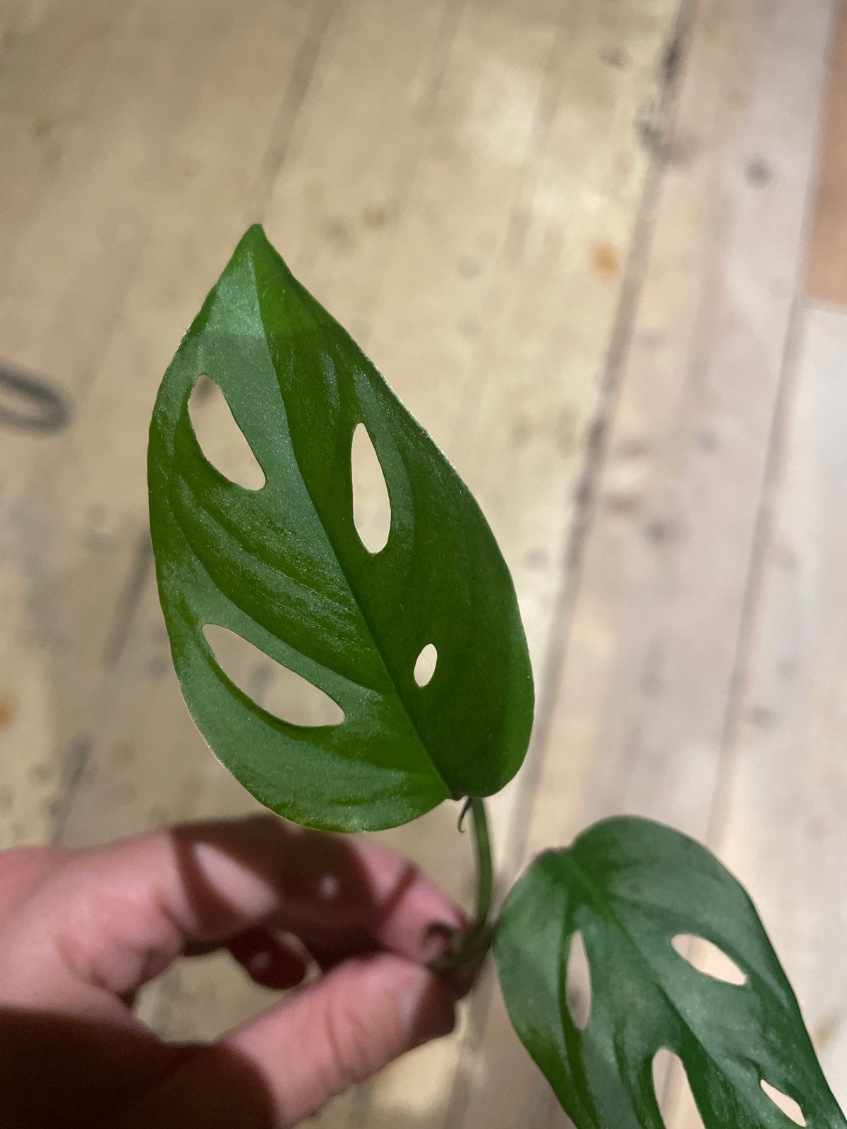 Monstera Adansonii stekje, Overige soorten, Vaste plant, Ophalen of Verzenden, Bloeit niet