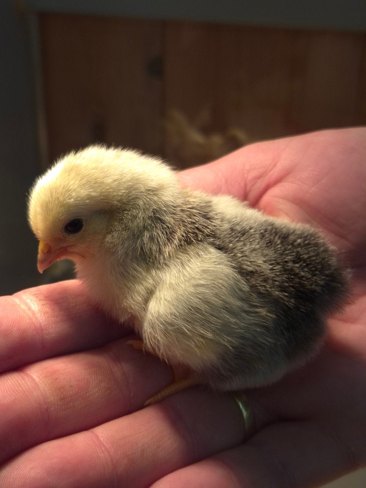 Wyandotte kriel Colombia kuikentjes, Dieren en Toebehoren, Pluimvee, Geslacht onbekend, Kip