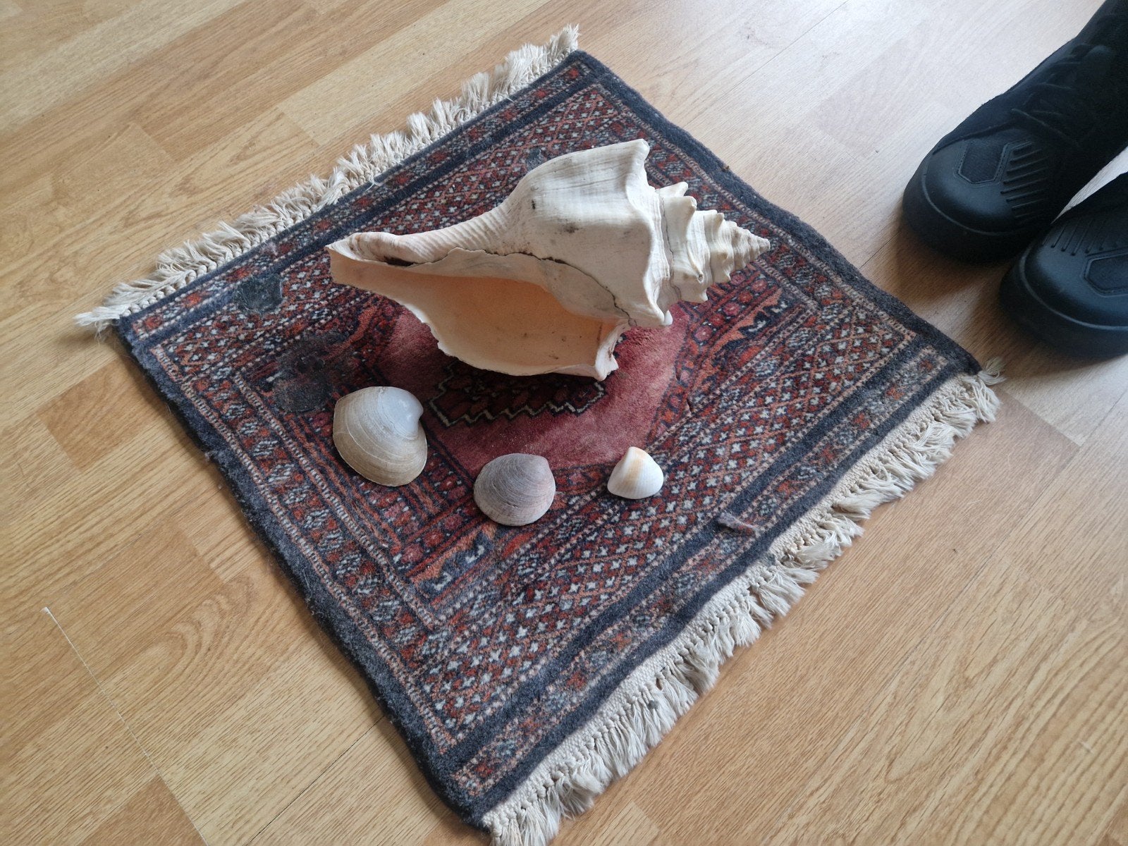 Grote decoratieve schelp uit Jamaica, Ophalen of Verzenden, Gebruikt