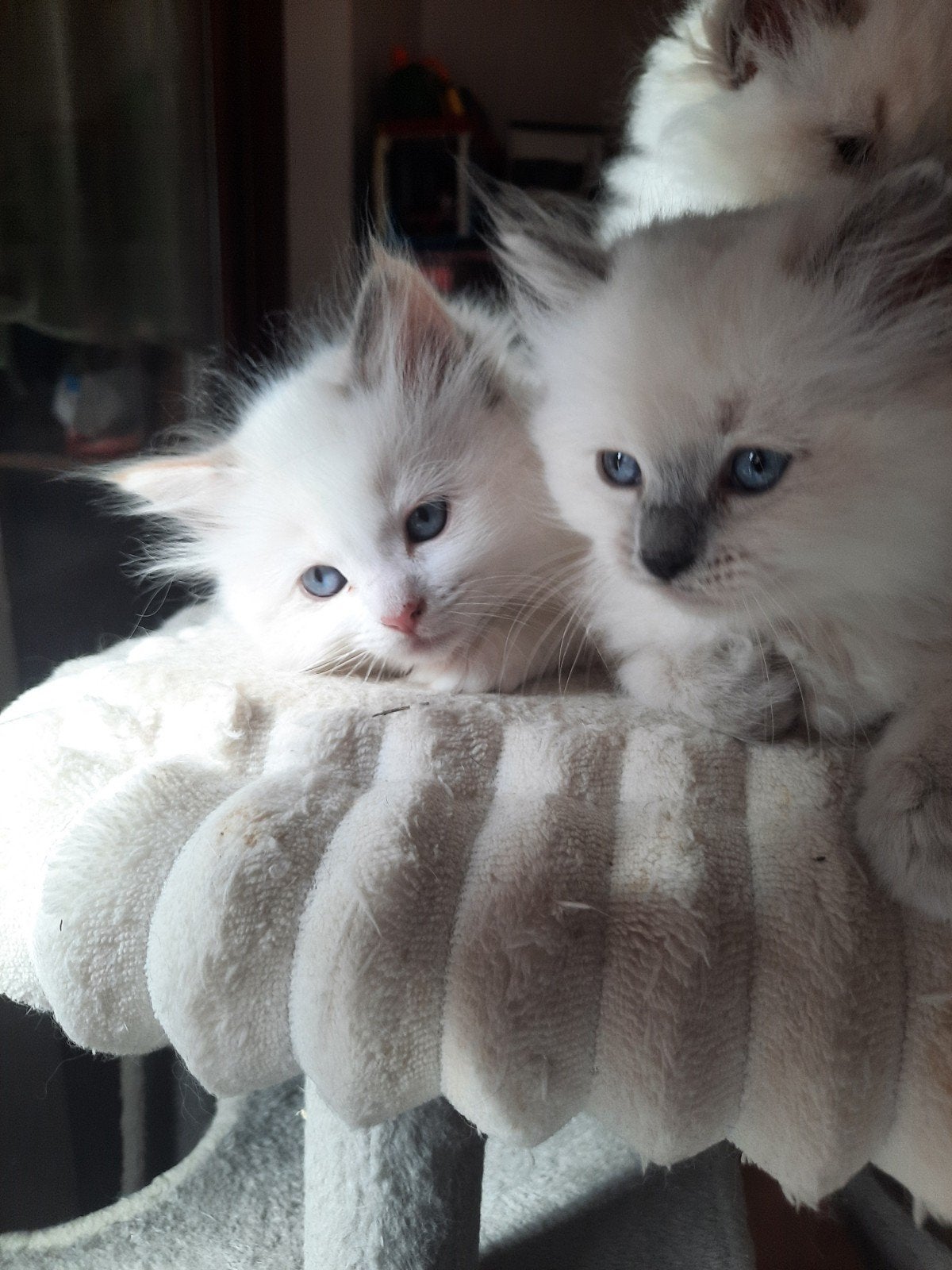 ragdoll kittens, Kater, Ontwormd