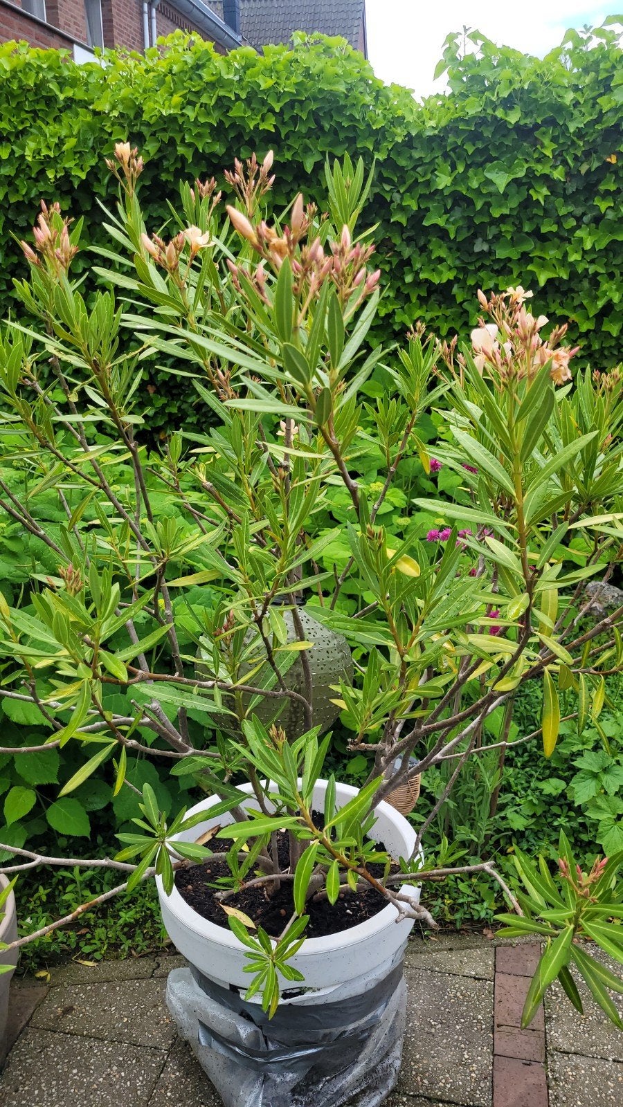 Oleander zalmkleur, Tuin en Terras, Planten | Tuinplanten, Ophalen of Verzenden, Overige soorten, Volle zon