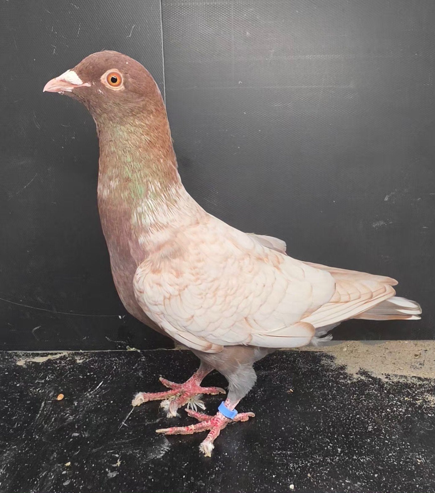 Mooie toystencil doffer, Dieren en Toebehoren, Vogels | Duiven, Mannelijk, Postduif
