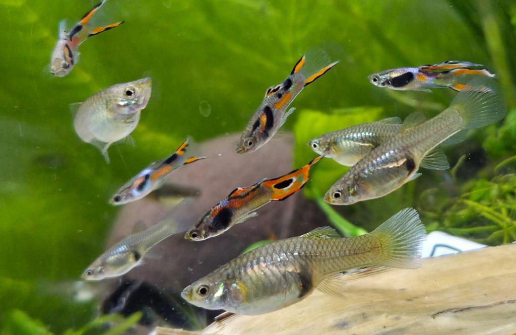 endler guppen (Poecilia wingei) man, vrouw en baby, Vis, Zoetwatervis