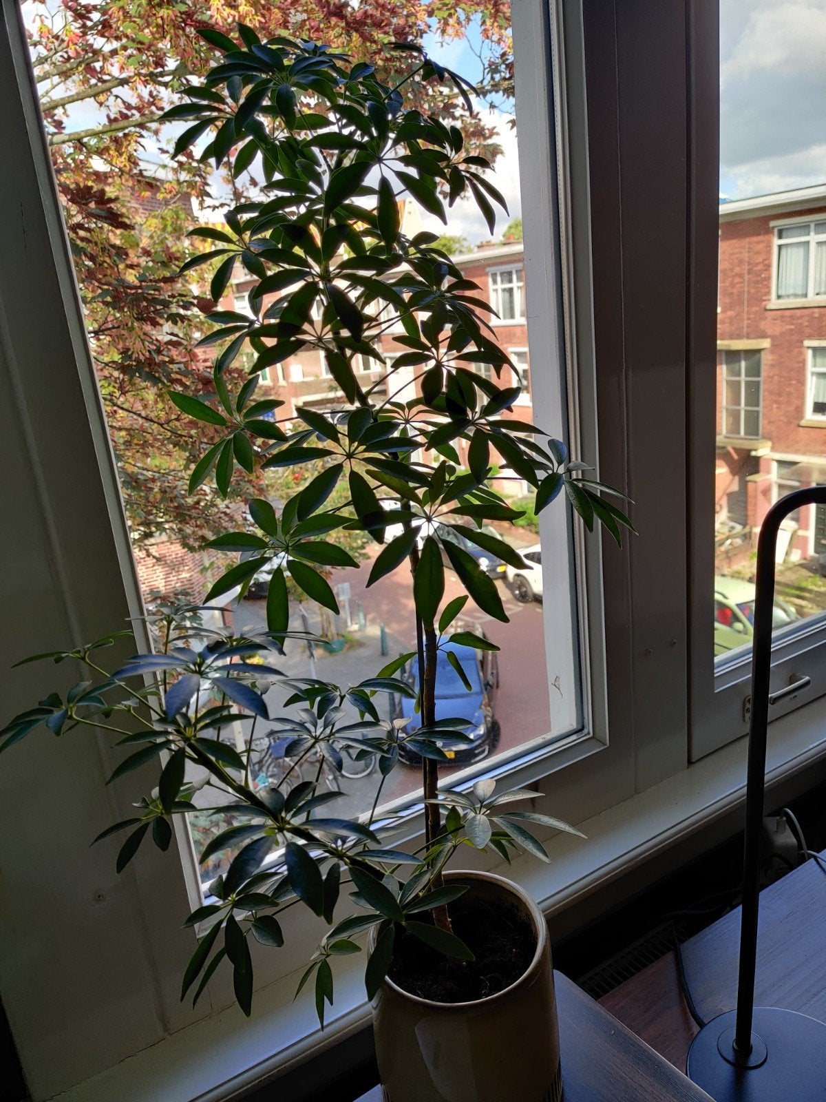 Kleine plantjes + pot, Ophalen, Volle zon, Overige soorten, Minder dan 100 cm