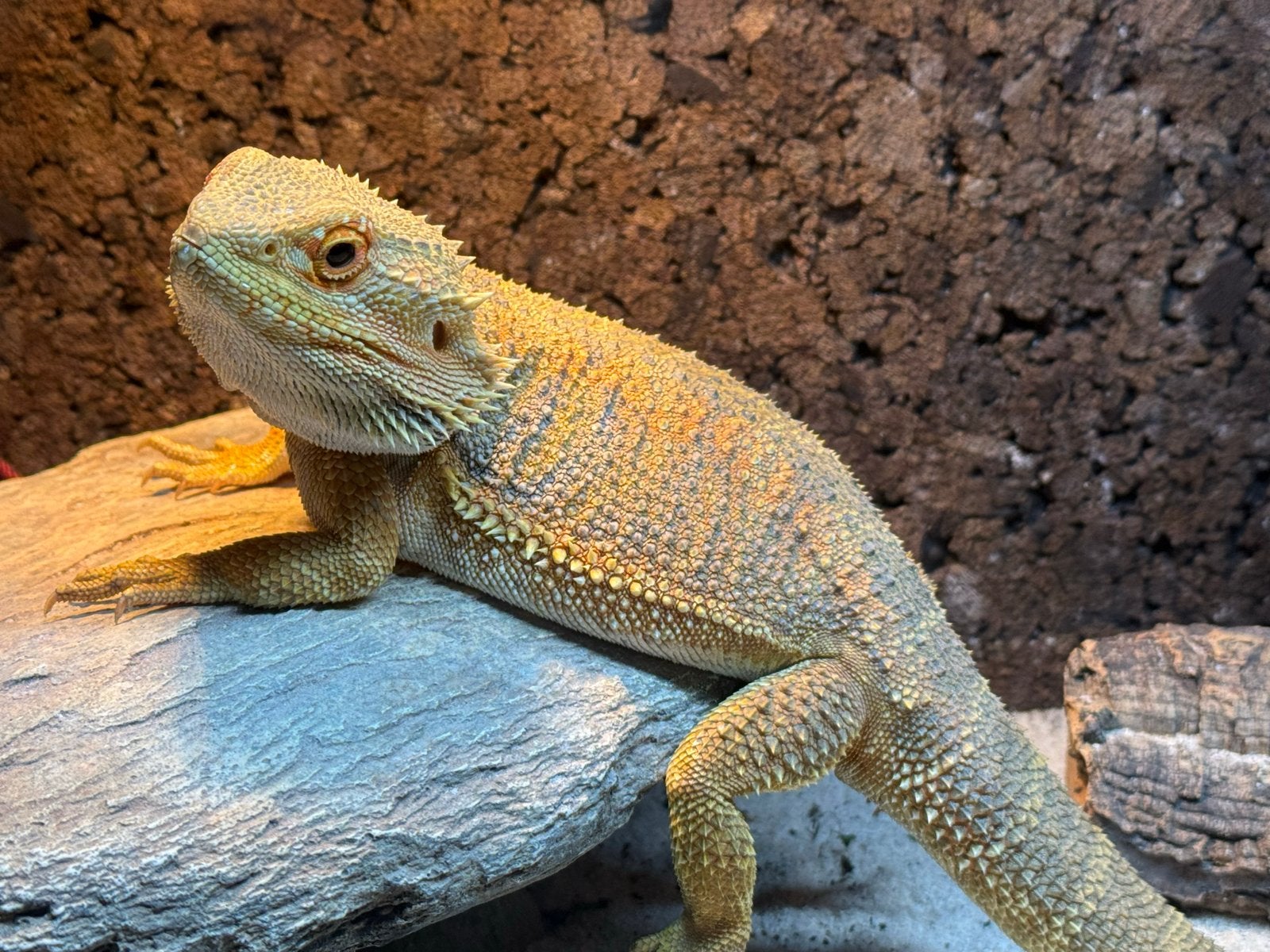 Baardagaam met terarium te koop Bearded Dragon photo 3
