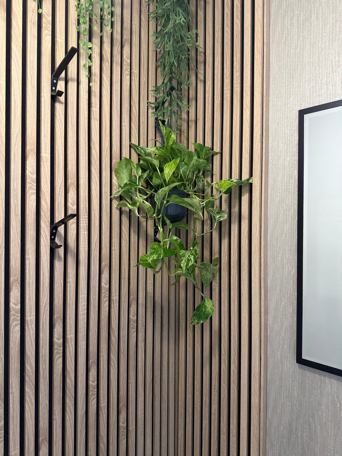 Unieke Epipremnum Aureum 'Marble Queen' -echte Hangplant, Ophalen of Verzenden, Zo goed als nieuw, Groen, Natuurlijk materiaal