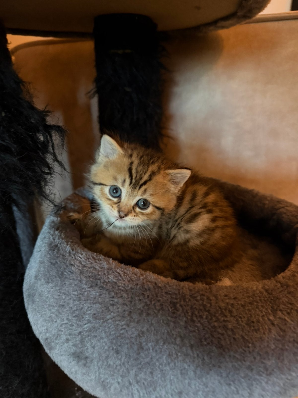 Britselangehaar//britsekorthaar kittens, Dieren en Toebehoren, Katten en Kittens | Raskatten | Langhaar