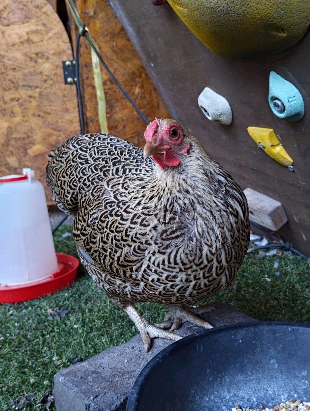 Sabelpootje Pesto zoekt een nieuw huis!, Dieren en Toebehoren, Pluimvee, Vrouwelijk, Kip