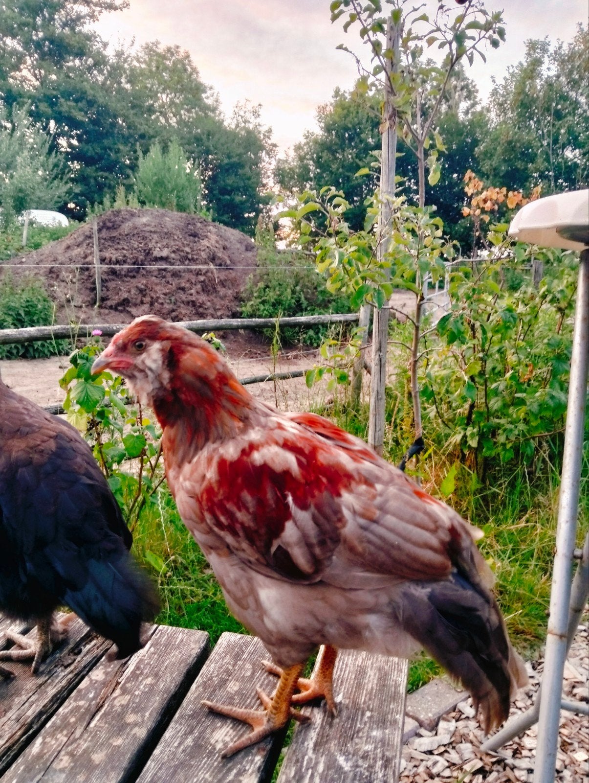 groenlegger haan, Mannelijk, Kip