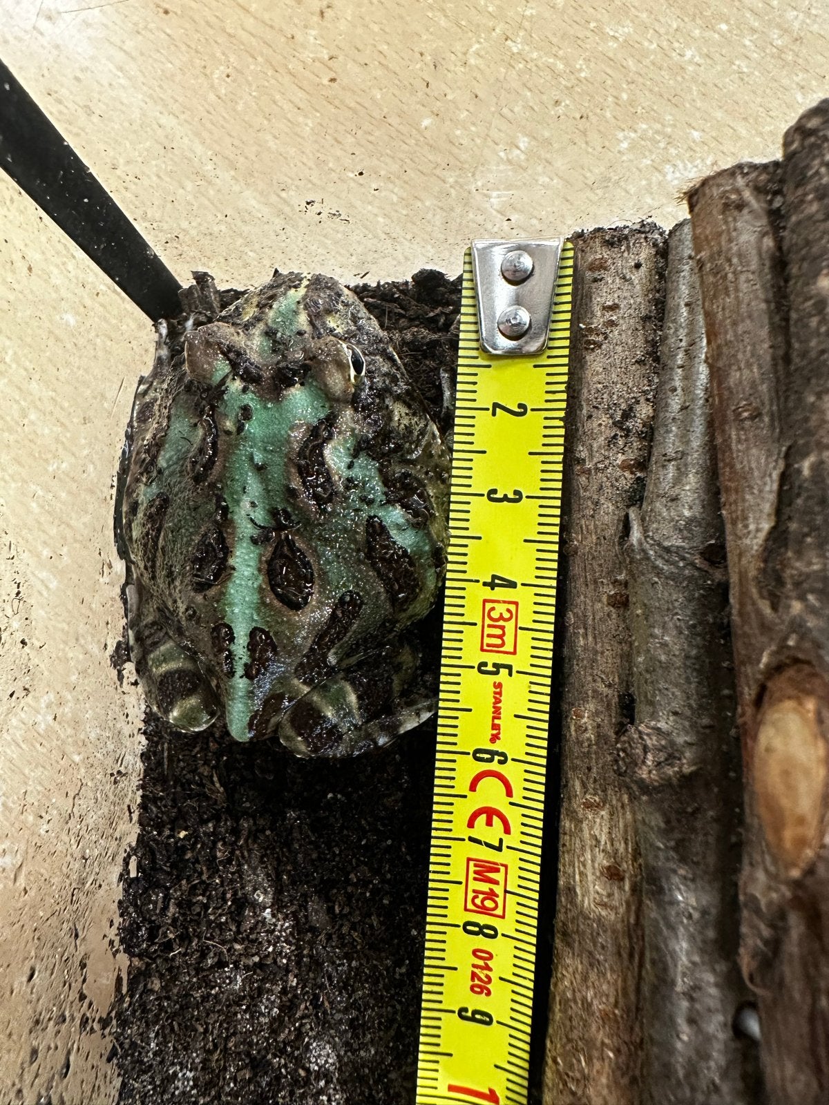 Ceratophrys cranwelli - Pac-man frog/hoornkikker Frog photo 3